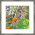 Geranium Buds And Marigolds Framed Print