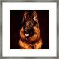 German Shepherd Portrait Framed Print