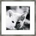 Ghost Kitties Framed Print