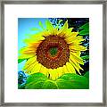 Giant Kissing Sunflower Framed Print