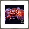 Giant Pacific Octopus Framed Print