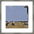 Giraffe And Zebra Framed Print