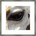 Giraffe Eye Framed Print