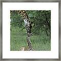 Giraffe Mother And Newborn Ngorongoro Framed Print