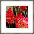 Gladioli 2 Framed Print