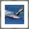 Gliding Great Blue Heron Framed Print