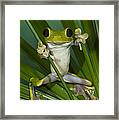 Gliding Leaf Frog Agalychnis Spurrelli Framed Print