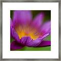 Glorious Lily Framed Print