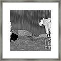 Goats In The Rockies Framed Print