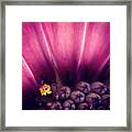 Going Solo At The #macro_power_hour Framed Print