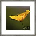 Golden Afternoon. Framed Print