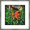 Good Morning #deer Framed Print