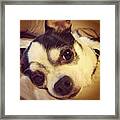 Good Morning, Mommy. #dog, #chihuahua Framed Print