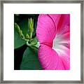 Good Morning Pink Framed Print