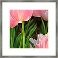 Grace.... Framed Print