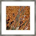 Grass Framed Print