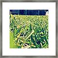 Grass Framed Print