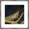 Grasshopper Framed Print