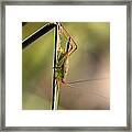 Grasshopper Framed Print