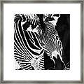 Gravy Zebra Framed Print