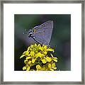 Gray Hairstreak Butterfly Din044 Framed Print