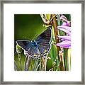 Gray Hairstreak Butterfly Framed Print