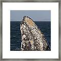 Gray Whale Spyhopping San Ignacio Framed Print