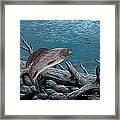 Grayling Framed Print