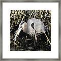 Great Blue Heron Fishing Framed Print