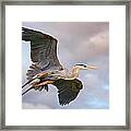 Great Blue Heron In Breeding Plumage Framed Print