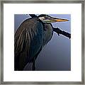 Great Blue Heron In The Tree Framed Print