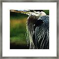 Great Blue Heron Framed Print