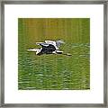 Great Blue Heron With Confidence Framed Print