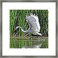 Great Egret   Ardea Alba  Running Start Framed Print