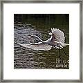 Great Egret In Flight Framed Print