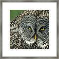 Great Gray Owl Strix Nebulosa Portrait Framed Print