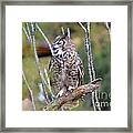 Great Horned Owl Iii Framed Print