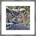 Great Horned Owl Framed Print