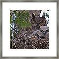 Great Horned Owl Nest Framed Print