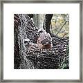 Great Horned Owlets Framed Print