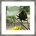 Great Southern White Butterfly Framed Print
