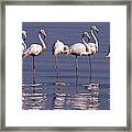 Greater Flamingo Phoenicopterus Ruber Framed Print