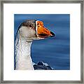 Greater-white Fronted Goose Framed Print