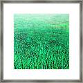 Green Grass Framed Print