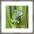 Green Iguana Portrait Honduras Framed Print