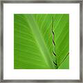 Green Leaf With Spiral New Growth Framed Print