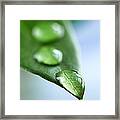 Green Leaf With Water Drops Framed Print