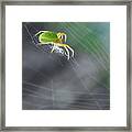 Green Spider 1.0 Framed Print