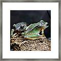 Green Tree Frogs Framed Print