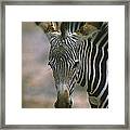 Grevys Zebra Equus Grevyi Foal, Kenya Framed Print